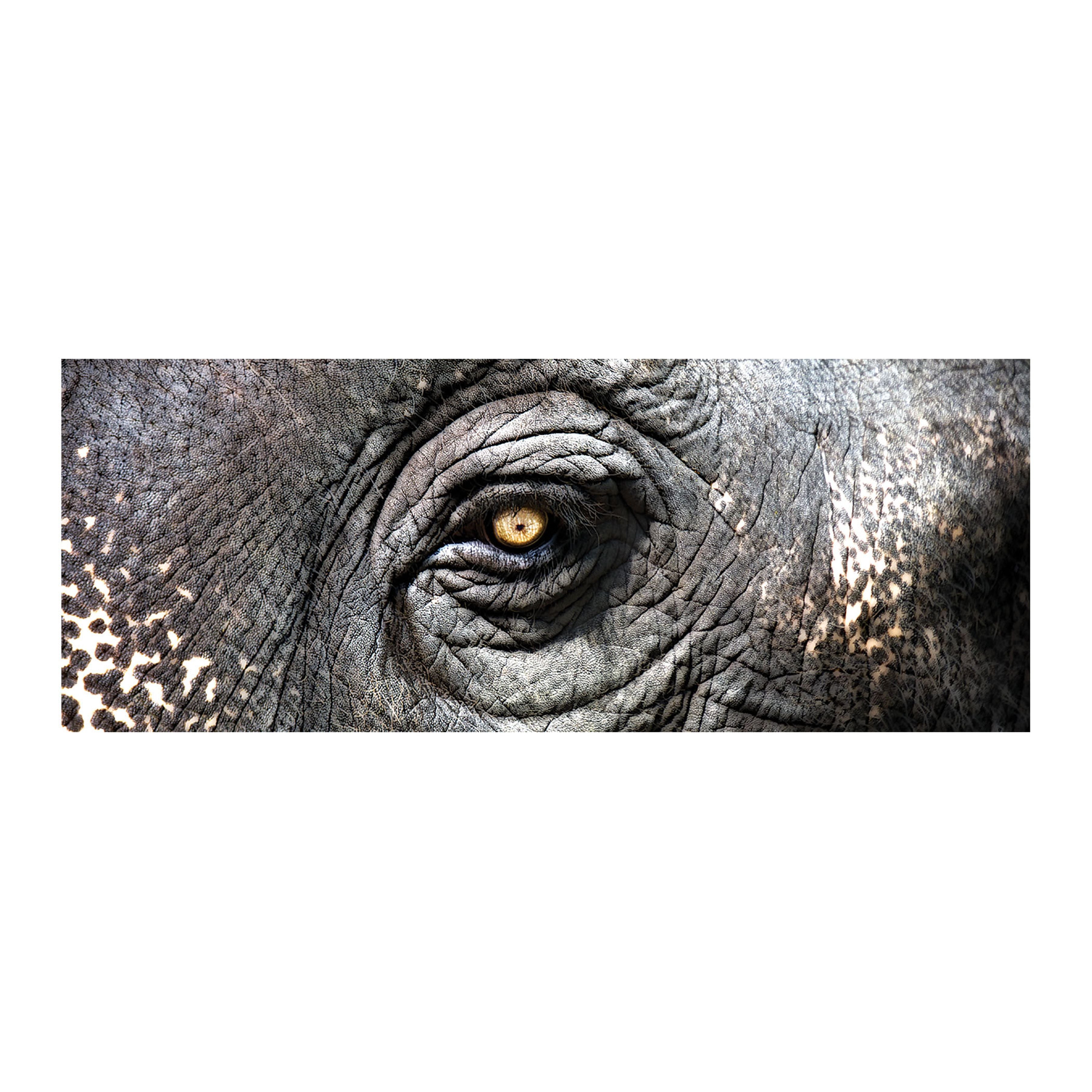 Elephant Study Wall Art - Black