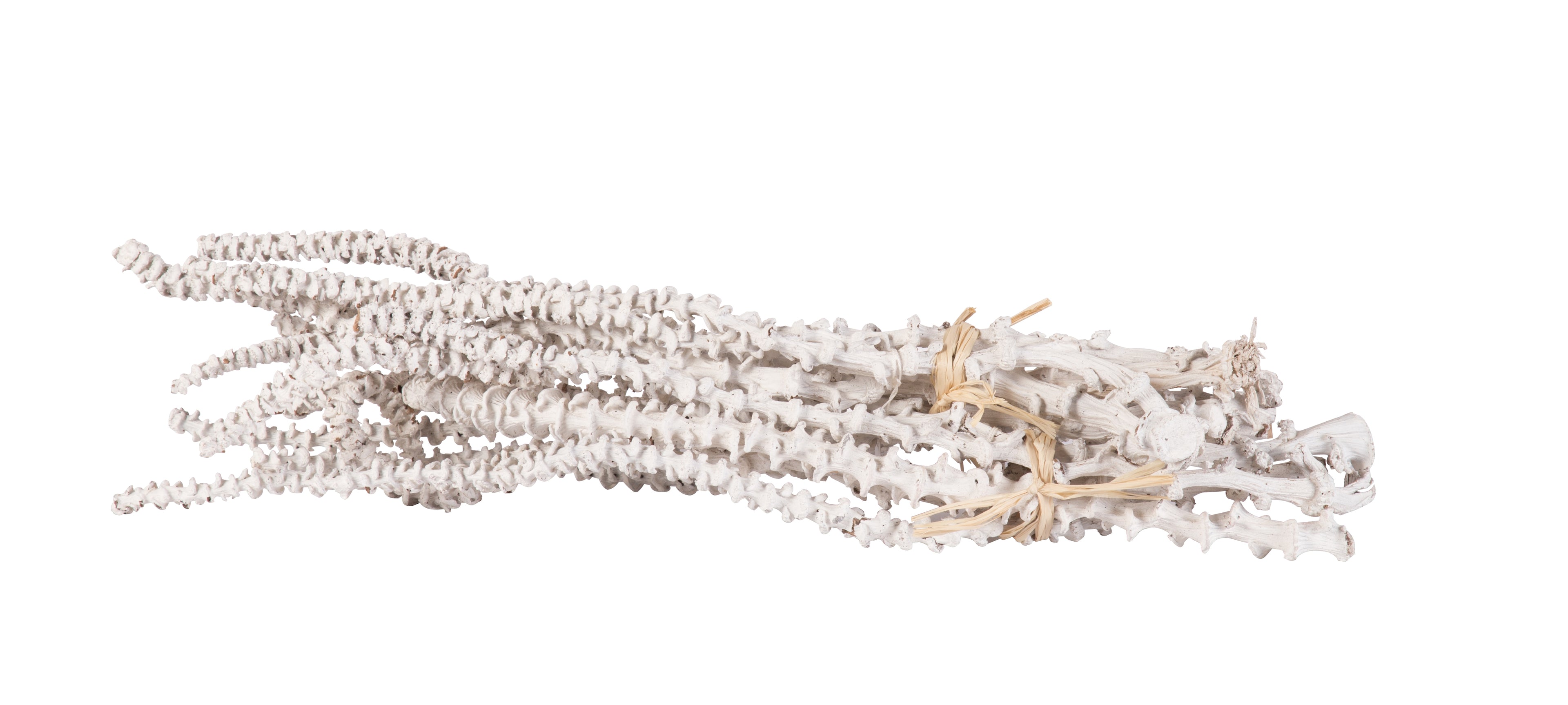 Banana Stem Object - Set of 3 White